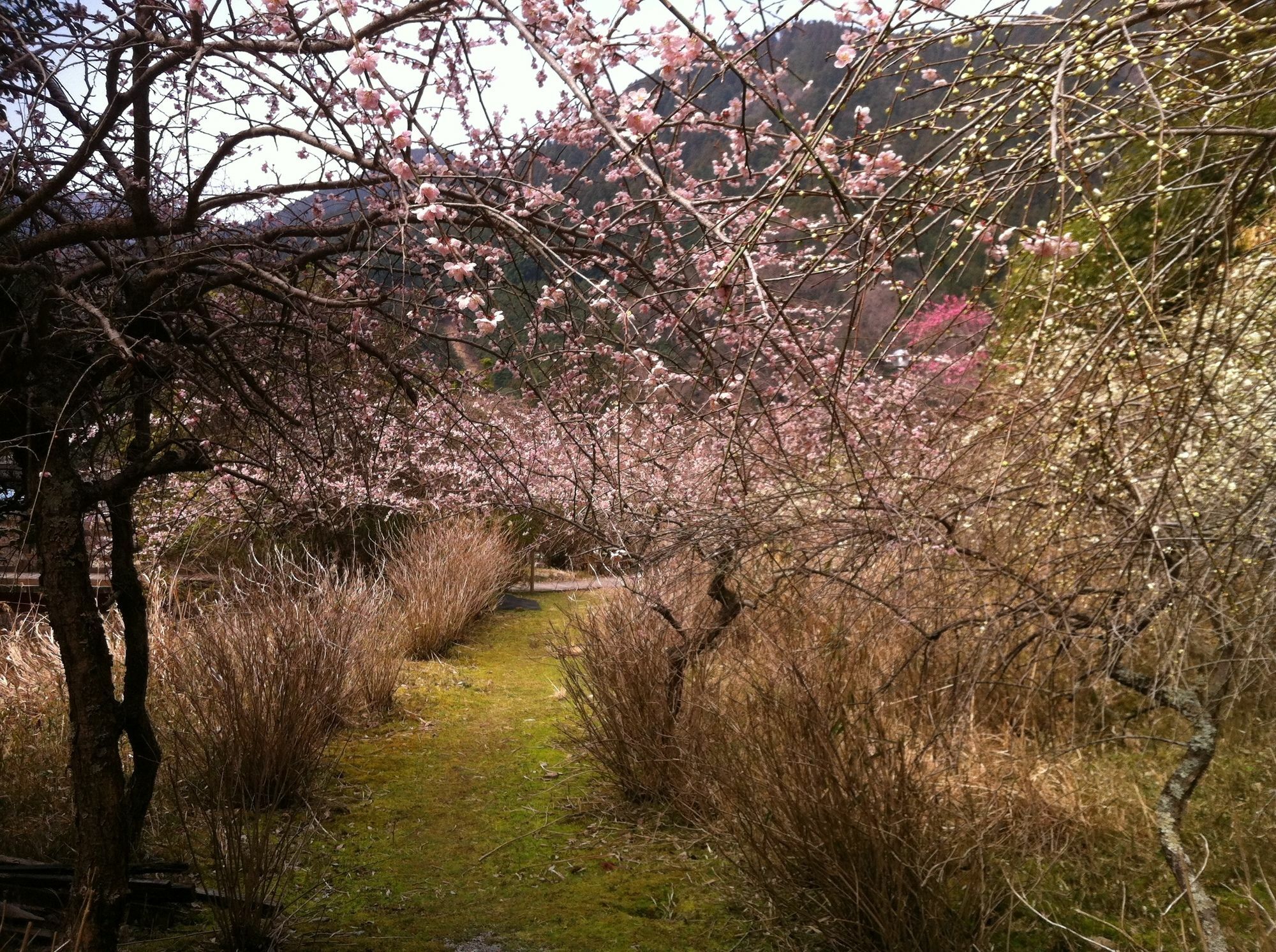 Hinotani Onsen Misugi Resort Tsu Exterior foto
